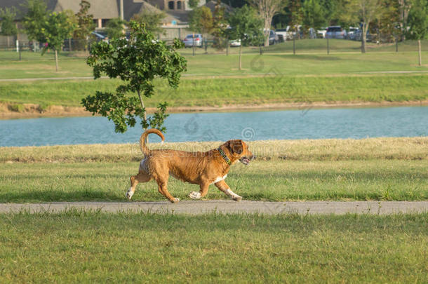 可爱的贝格尔威尔士<strong>柯基</strong>混合跑步在狗公园