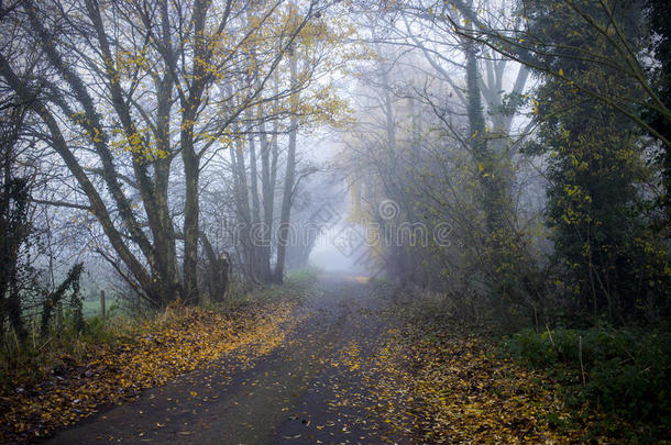 英国晨雾的乡村车道