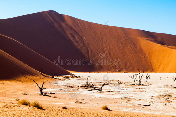 死骆驼刺树在死谷干锅与开裂的土壤在纳米布沙漠红色沙丘中部，索苏斯韦莱