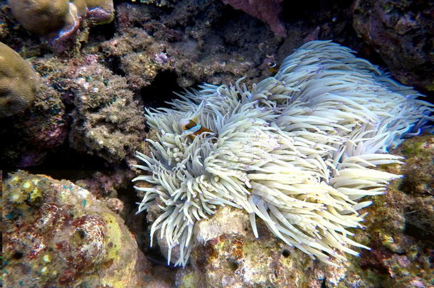 在光化植物中的小丑鱼在圆形珊瑚中。 橙色和白色条纹小丑鱼