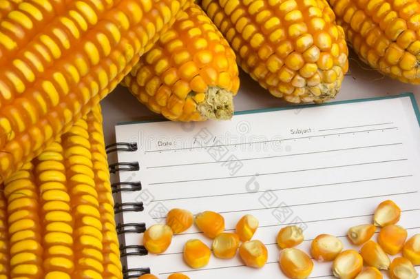 玉米放在笔记本旁边，记录玉米，玉米笔记本