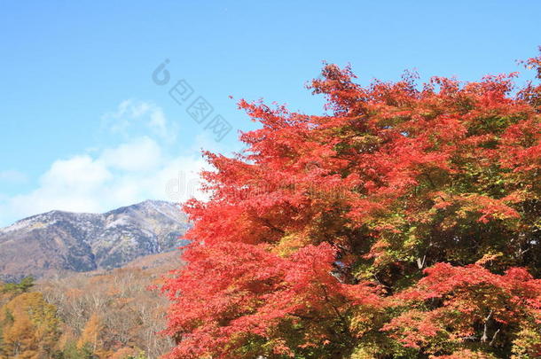 山梨县庆山高原秋叶