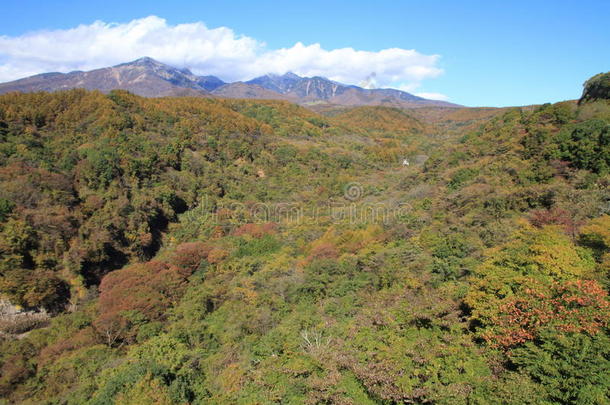 山梨县庆山高原秋叶