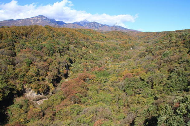 山梨县庆山高原秋叶