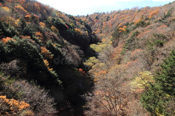 山梨县庆山高原秋叶