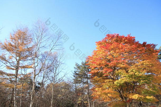 山梨县庆山高原秋叶