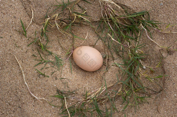 一堆棕色的鸡蛋在沙子背景的巢里，很多鸡蛋