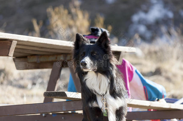 黑白边境牧羊犬