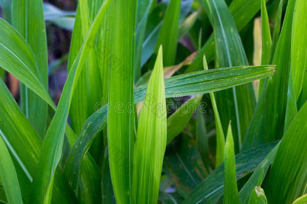 绿色质量的玉米，玉米田植物在格林菲尔德泰国，质量o