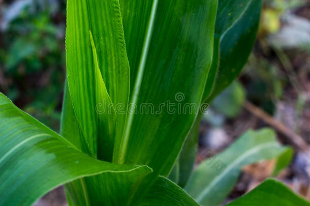 绿色质量的玉米，玉米田植物在格林菲尔德泰国，质量o