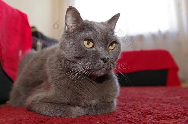 图勒繁殖家猫。 灰色的猫