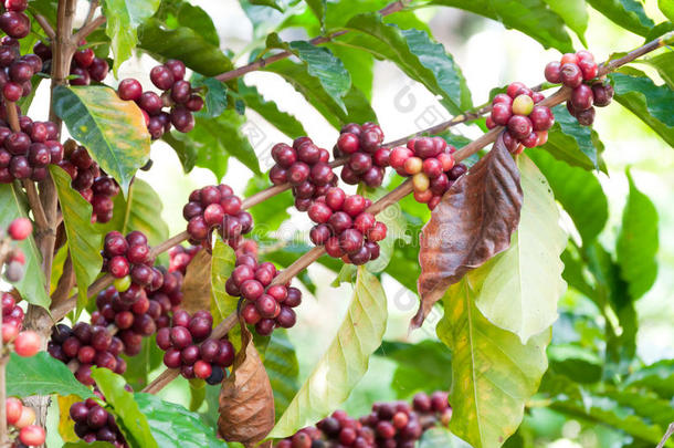 植物树上的新鲜咖啡豆