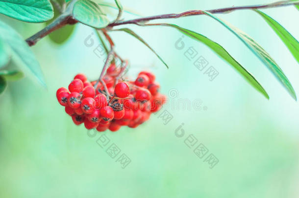 在温和的绿色背景上的一根红色浆果的枝条。