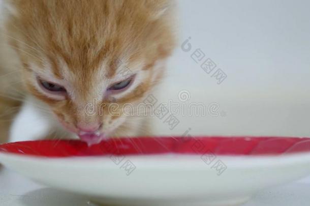 姜小猫喝牛奶从视频碟