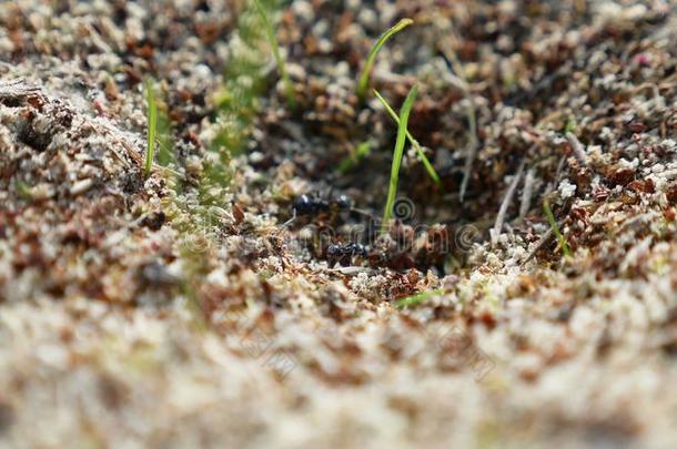 蚂蚁蚂蚁对自然昆虫地球运动起作用