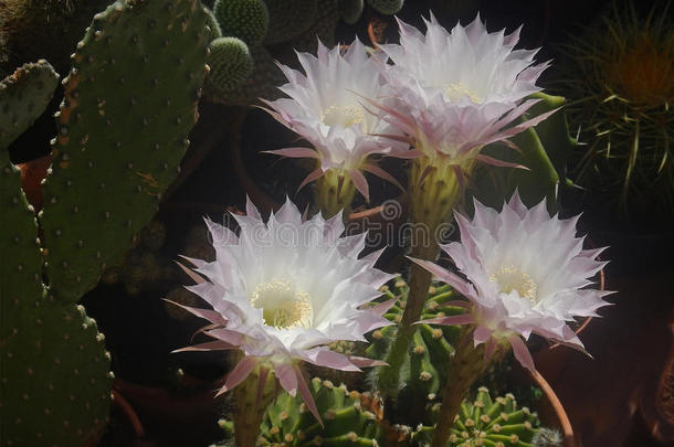 复活节百合仙人掌