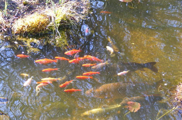 花园池塘里有锦鲤鱼和金鱼