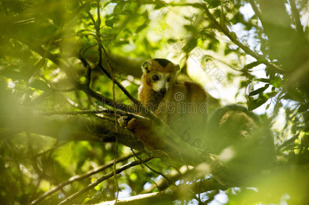 在马达加斯加琥珀山的树上，几乎看不见被加冕的狐猴，eulemur冠状