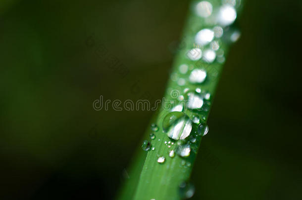 特写异国植物叶子与水滴，美丽的绿色草质地与水滴