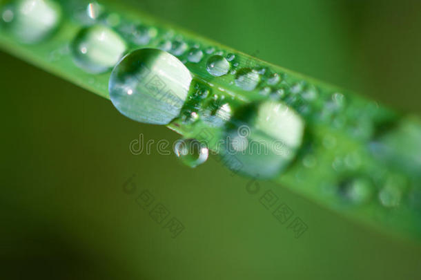 特写异国植物叶子与<strong>水滴</strong>，美丽的绿色草质地与<strong>水滴</strong>