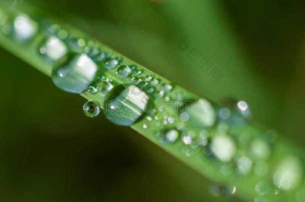 特写异国植物叶子与水滴，美丽的绿色草质地与水滴