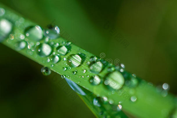 特写异国植物叶子与水滴，美丽的绿色草质地与水滴