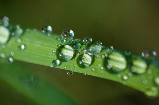 特写异国植物叶子与水滴，美丽的绿色草质地与水滴