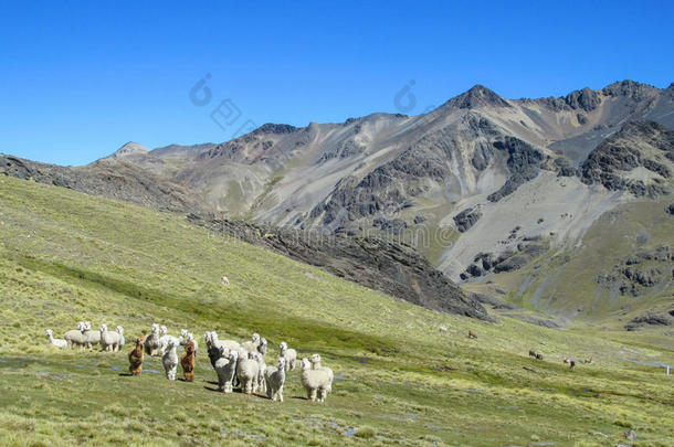 羊驼高原美国美国人安第斯山脉