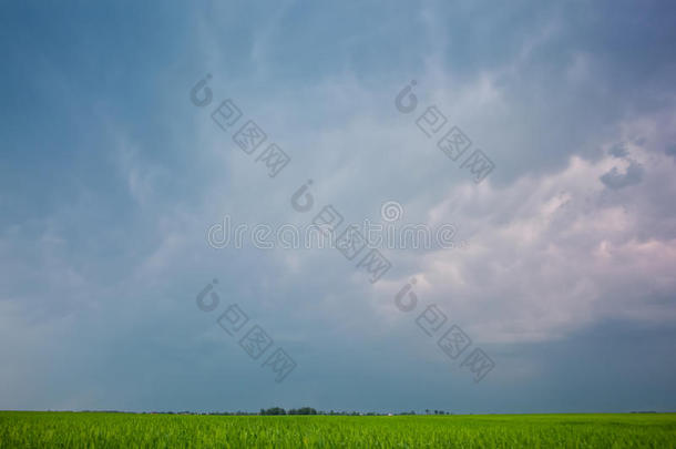 美丽的，大的绿色田野，冬天的<strong>蜡像</strong>，映衬着蓝色、多云的天空。
