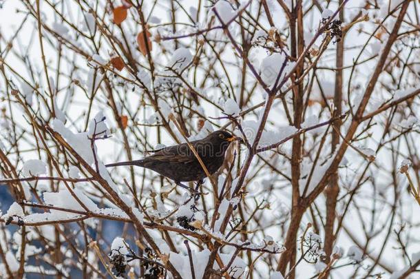 雪丛树枝上的黑鸟