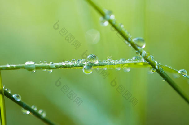 特写异国植物叶子与水滴，美丽的绿色草质地与水滴