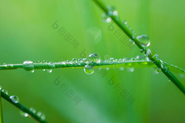 特写异国植物叶子与水滴，美丽的绿色草质地与水滴