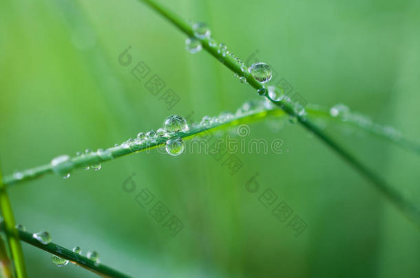 特写异国植物叶子与水滴，美丽的绿色草质地与水滴