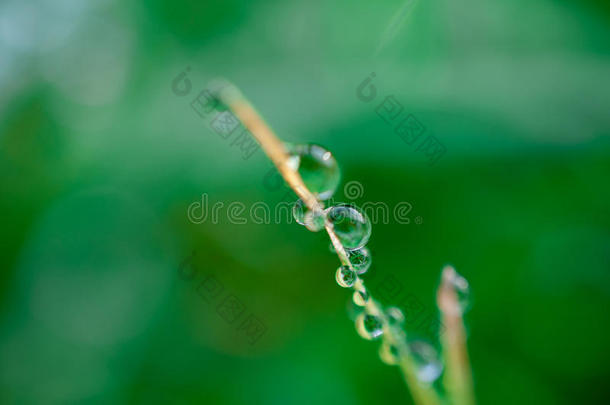 特写异国植物叶子与水滴，美丽的绿色草质地与水滴