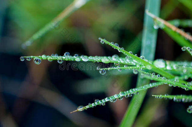 特写异国植物叶子与水滴，美丽的绿色草质地与水滴