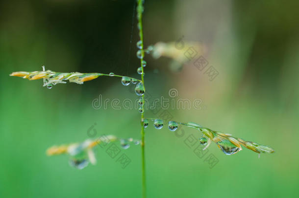 特写异国植物叶子与水滴，美丽的绿色草质地与水滴