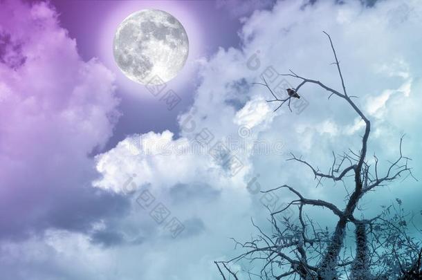 多云天空中的满月，光秃秃的<strong>树</strong>枝和小鸟。 <strong>月球</strong>图像礼貌美国宇航局。