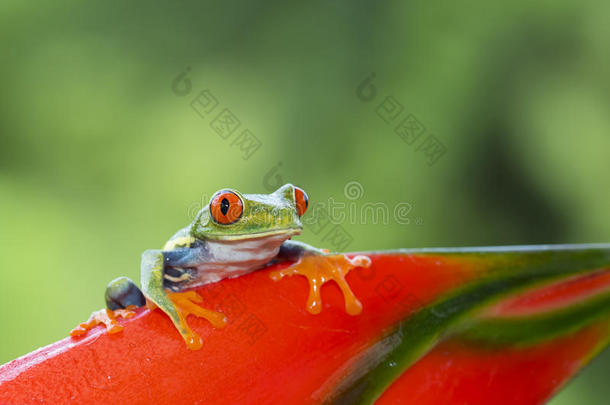 植物上的红眼树蛙