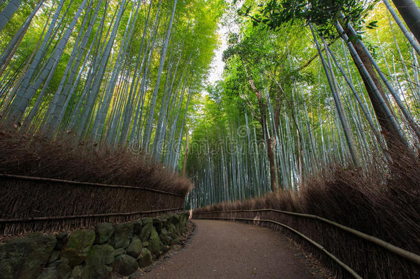 日本京都竹林阿拉山竹林