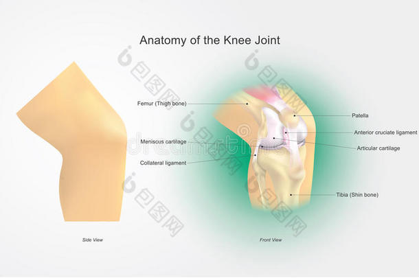 膝<strong>关节</strong>的解剖。 教育信息图表。 矢量设计。