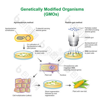 转基因生物转基因图片