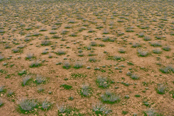 沙漠里有干燥的植物
