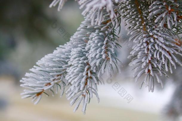 美国美国人大树枝分支雪松