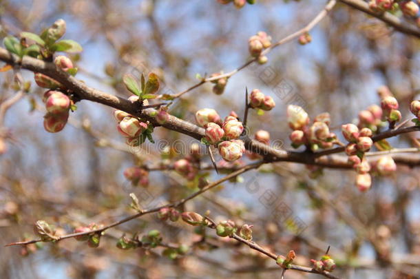 <strong>春天开花的</strong>苹果<strong>树</strong>与开放<strong>的</strong>花蕾和花朵紧密相连