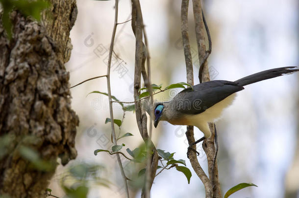 羽冠科拉，科拉基斯塔塔，是美丽的颜色鸟，<strong>保留</strong>着青鸟，马达加斯加