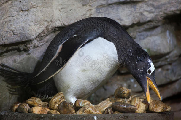 金杜企鹅PygoscelisPapua。