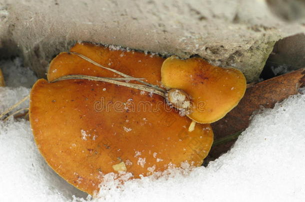 寒冷的可食用的框架霜蘑菇