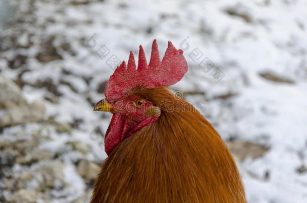 农场院子里火红公鸡的特写头部轮廓