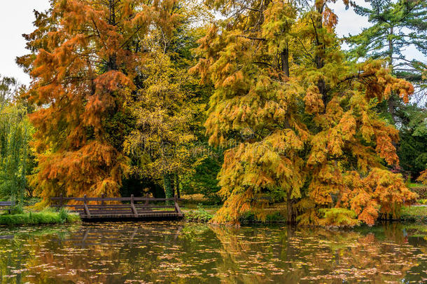 美丽的景色在布拉迪斯拉发公园湖，深秋