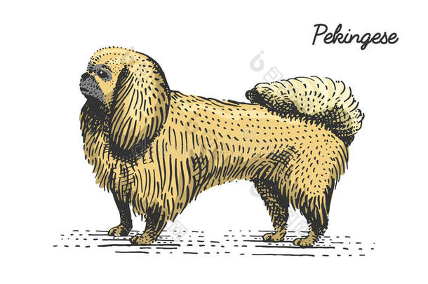 狗品种雕刻，手绘矢量插图在木刻剪板风格，复古品种。
